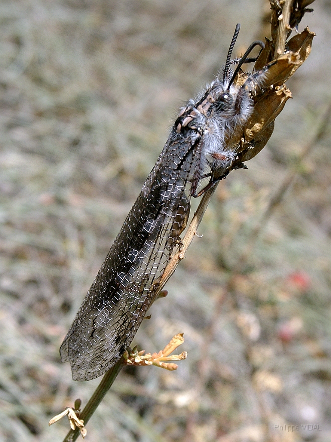 102 - Papillon a poils.JPG